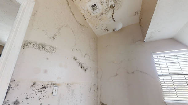 Mold Documentation for Insurance Claims in Tamiami, FL