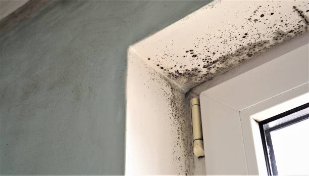 Best Air Quality Testing for Mold Spores  in Tamiami, FL