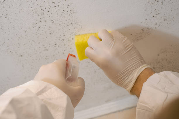 Best Mold Damage Restoration  in Tamiami, FL
