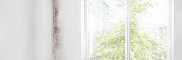 Trusted Tamiami, FL Mold Removal Experts