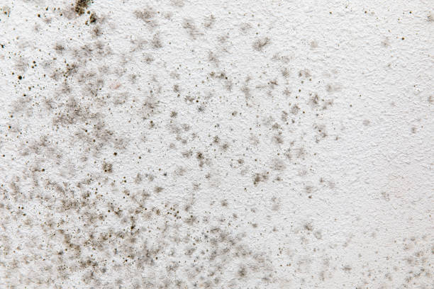 Best Indoor Air Quality Assessment  in Tamiami, FL