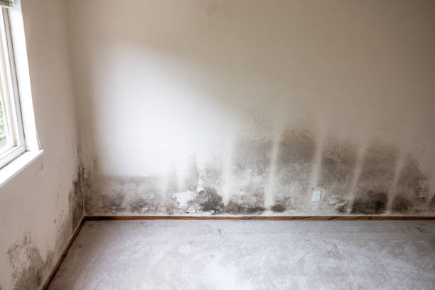 Best Real Estate Mold Inspection  in Tamiami, FL